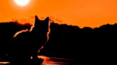 Cat tuš: je li reinkarnacija moguća